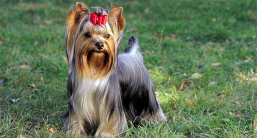 порода собаки для твоего знака зодиака: идеальная пара фото порода собаки для твоего знака зодиака: идеальная пара фото