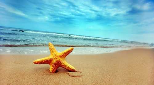 чем полезен иван чем полезен иван