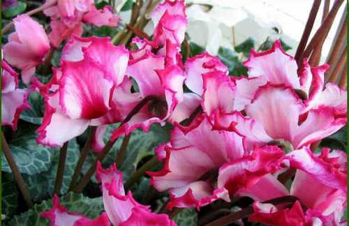 дизайн ногтей абстракция