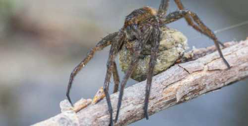 гнёзда пауков гнёзда пауков