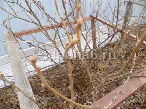 когда новорожденный начинает улыбаться когда новорожденный начинает улыбаться