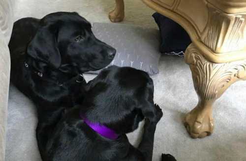 собака боится петард, салютов и других громких звуков собака боится петард, салютов и других громких звуков