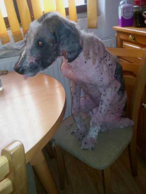 гингивит у собаки