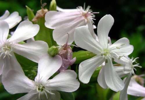 лечебные свойства корицы