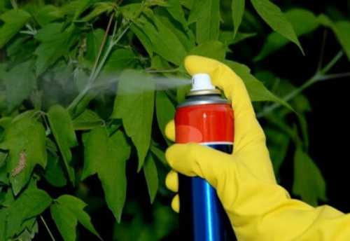 препараты при неврозах: успокоительные, фенибут, седативное средство