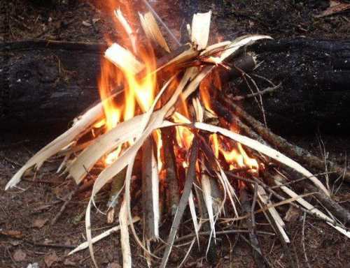разведение норок как бизнес: план содержания норок в домашних условиях