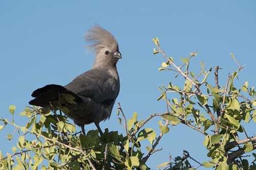 эрвин роммель: хитрый &171;лис пустыни&187; эрвин роммель: хитрый &171;лис пустыни&187;