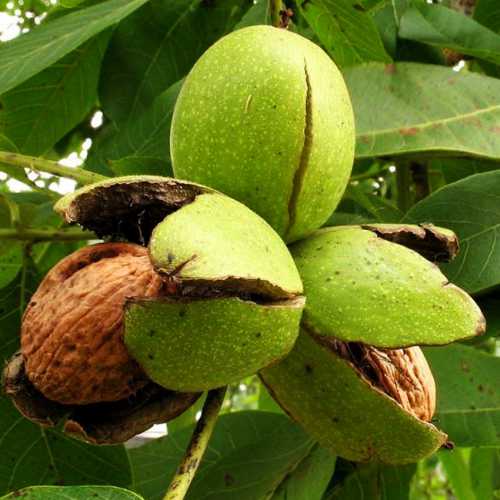 калорийность сельдерея: стебля, корня и рецепт калорийность сельдерея: стебля, корня и рецепт