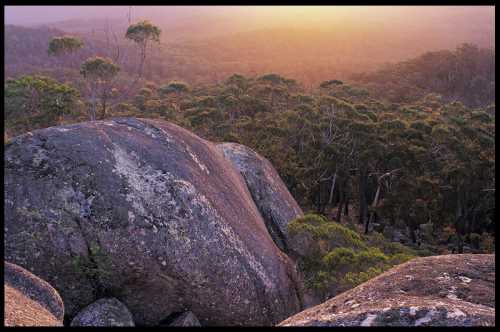боня виктория