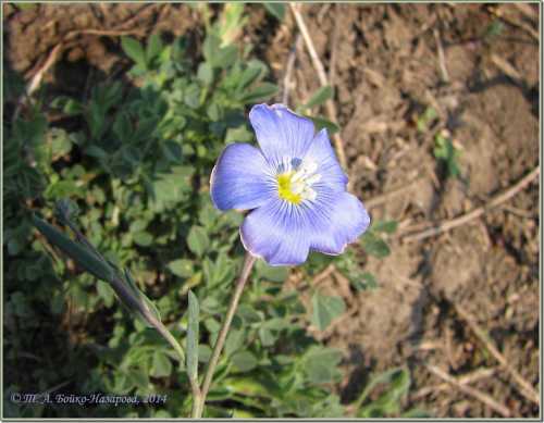 молдавская вертута молдавская вертута