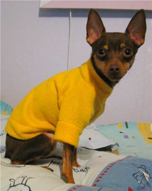 ввоз собак и других животных в россию в 2019 году