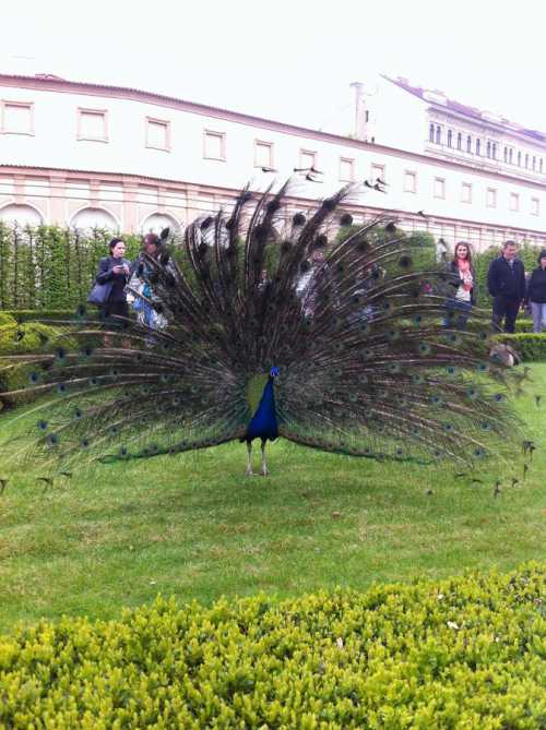 суперсемейка стив павлина суперсемейка стив павлина